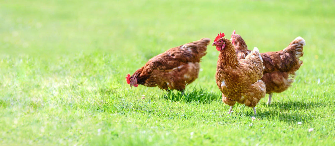 Von artgerecht bis glücklich: Ratgeber über Freilaufgehege für Hühner